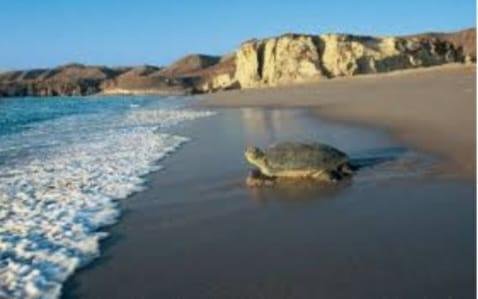 Turtle Reserve – Guesthouse