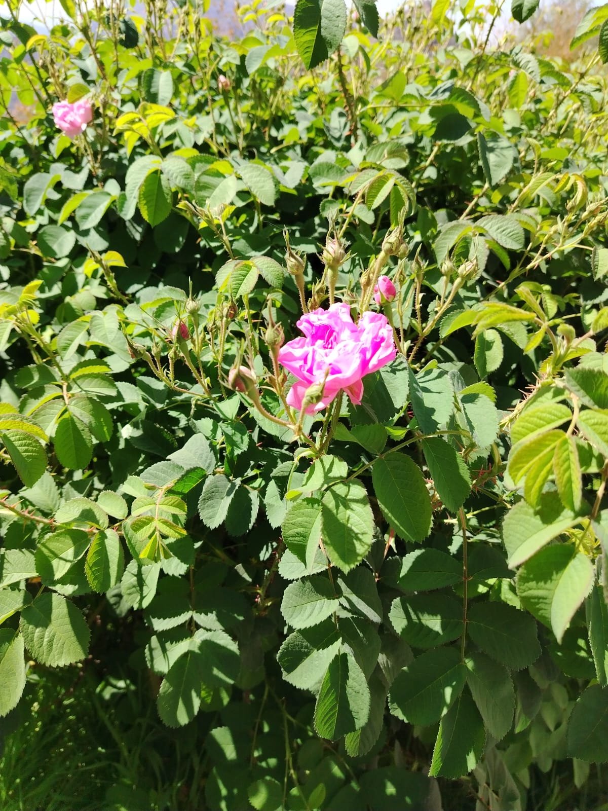 Mountain Villages + Wadi Bani Habib