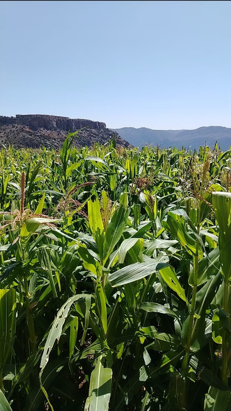 Mountain Villages + Wadi Bani Habib